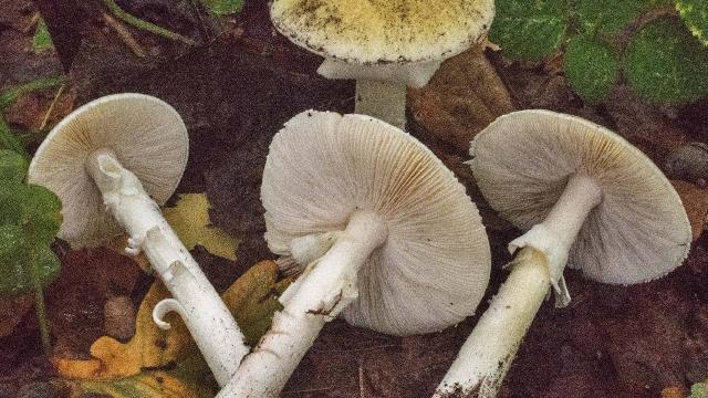 Doğu Karadenizde mantar zehirlenmeleri arttı