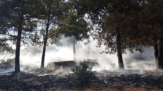 Adanada çıkan orman yangını kontrol altına alındı
