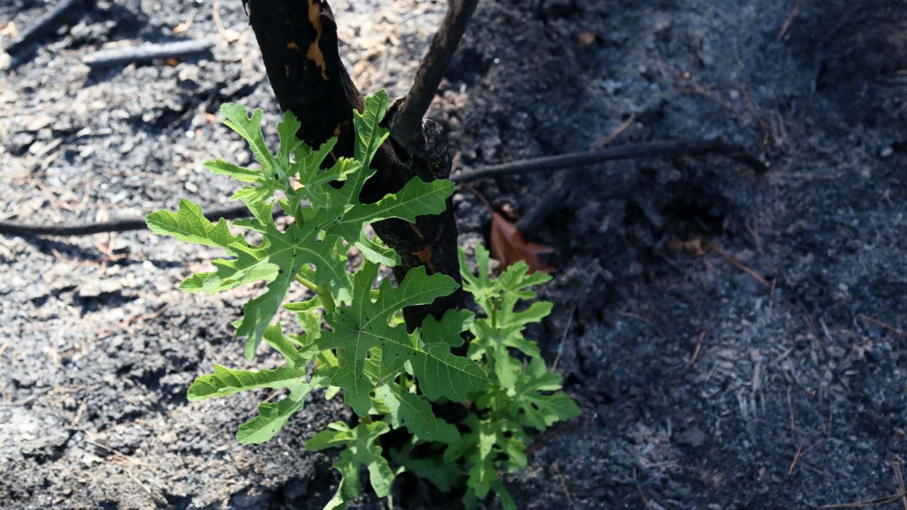 Küllerin arasında yeniden dönüş