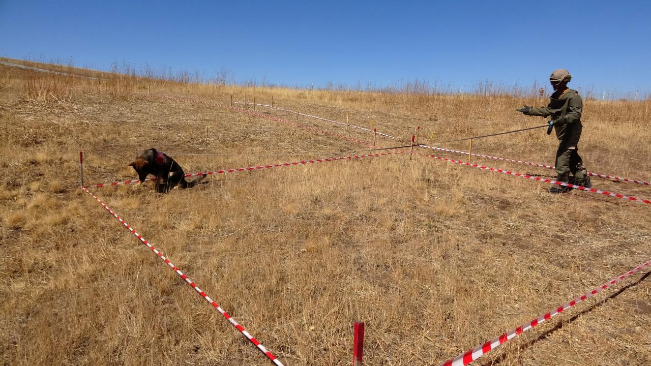 En büyük destekçileri mayın arama köpekleri