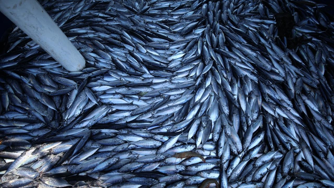 Balıkçılar yeni sezondan umutlu