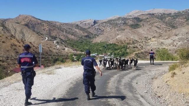 Elazığda ağıldan kaçan keçiler termal drone ile bulundu