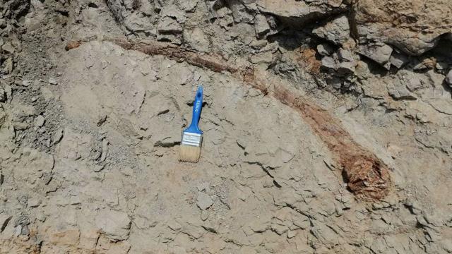17 milyon yıl öncesine ait fil dişi fosili bulundu