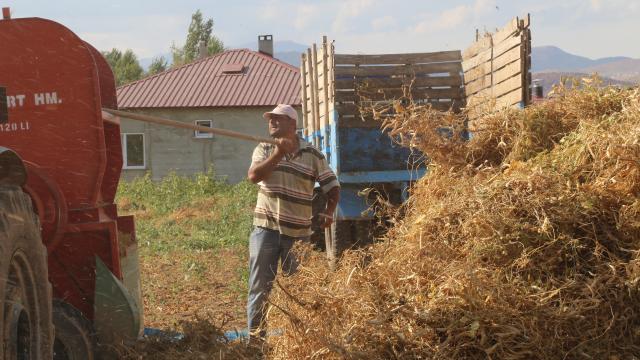 Kelkit şeker fasulyesinde hasat zamanı