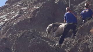 Kayalıklarda mahsur kalan koyunları AFAD kurtardı