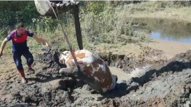 Bingölde çamurda mahsur kalan ineği itfaiye ekipleri kurtardı