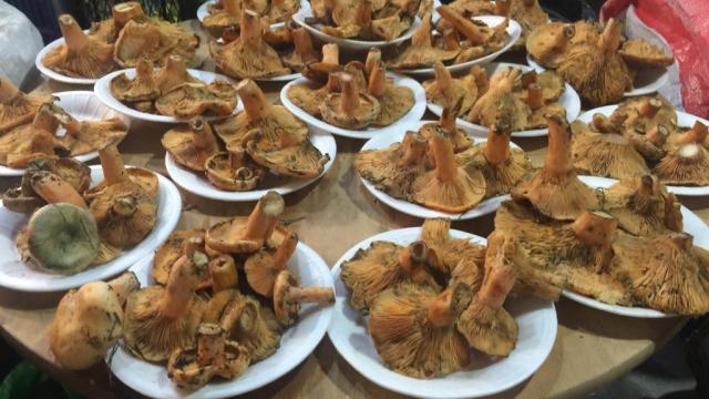 Boluda vatandaşlar mantar zehirlenmesine karşı uyarıldı