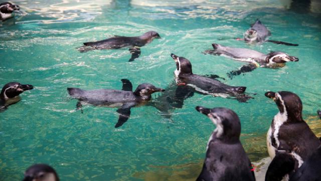 Koruma altındaki penguenler arı saldırısında öldü
