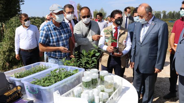Yalovada "süper meyve" aronya için hasat etkinliği yapıldı
