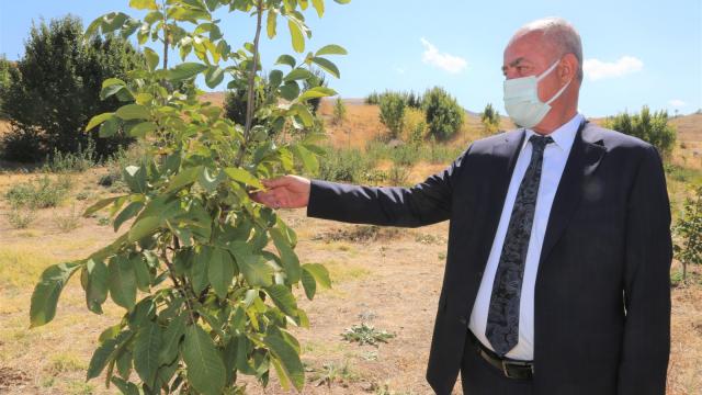 Tuşba Belediyesinin destekleriyle oluşturulan ceviz ve badem bahçelerinde ilk hasat başladı