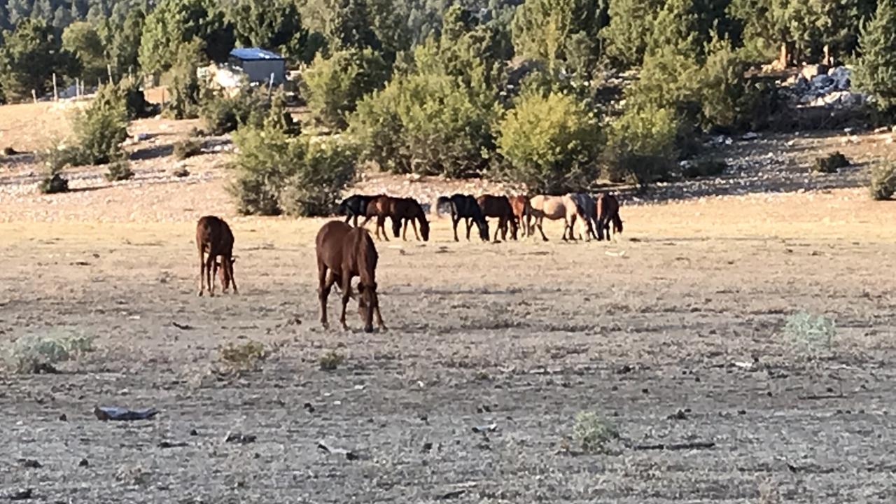 “Yangın esnasında atlar bölgeyi terk etti”