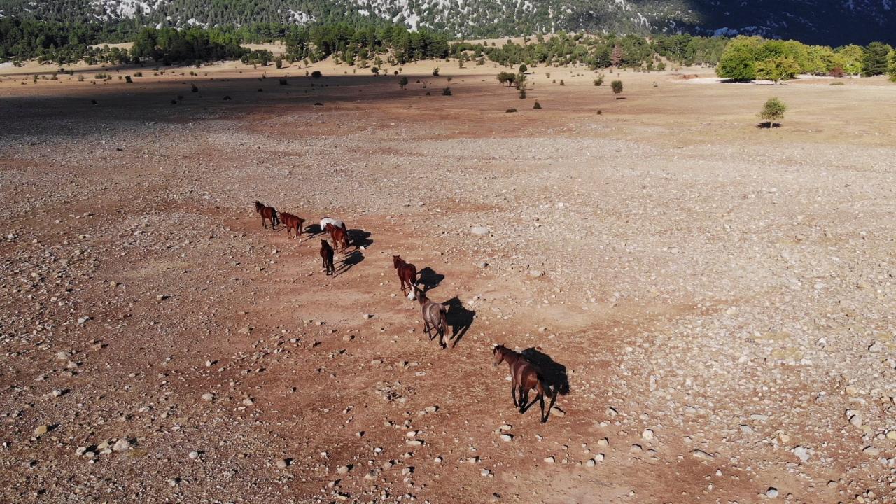 Yılkı atları dronla havadan görüntülendi