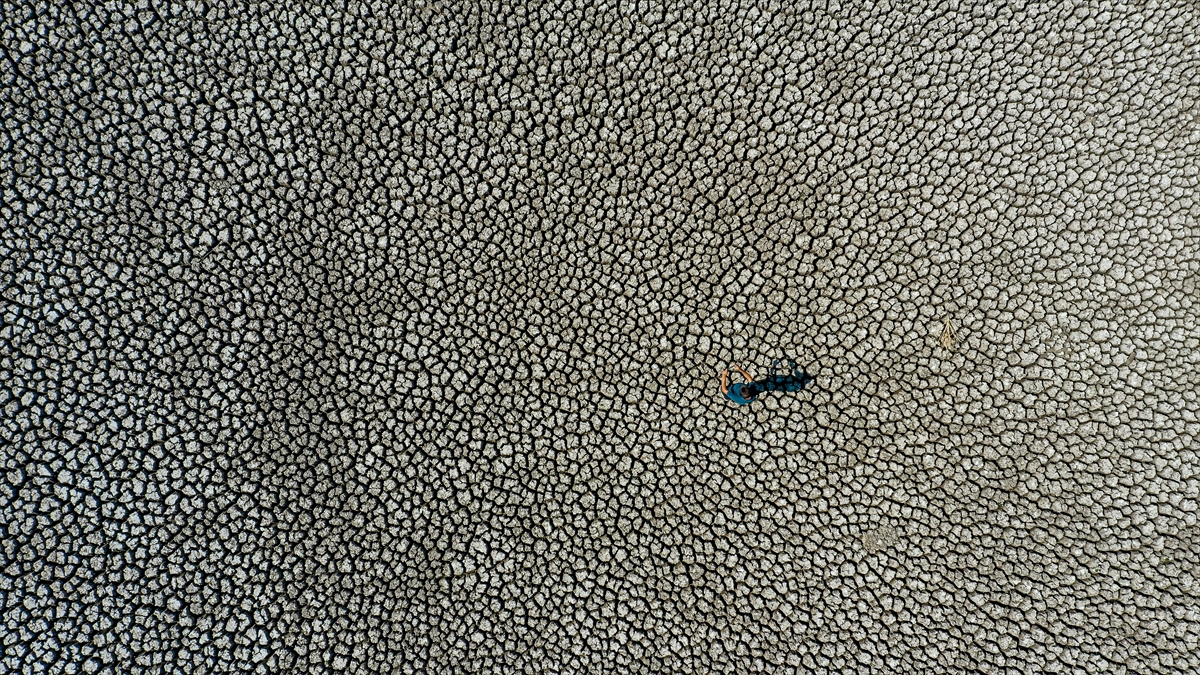 Kuş çeşitliliği azalıyor