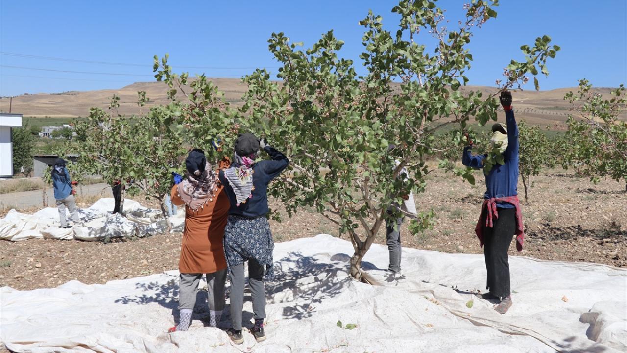 "Kentte üretilen fıstığı Batman fıstığı olarak tescilletmek istiyoruz"