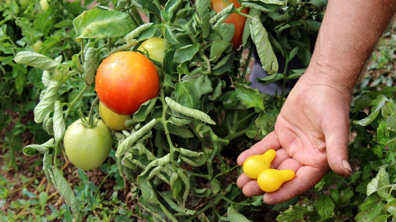 “Görenler şaşırıyor”