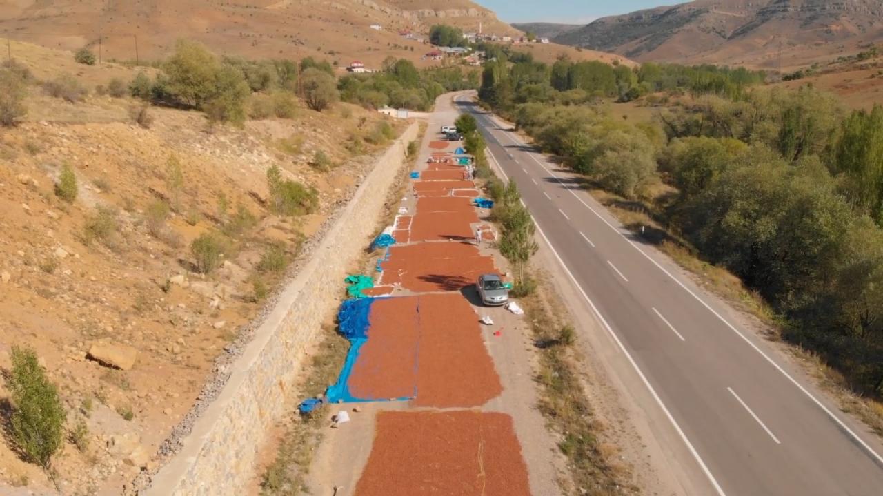 "Burada en fazla 3 gün içinde fındık kuruyor"