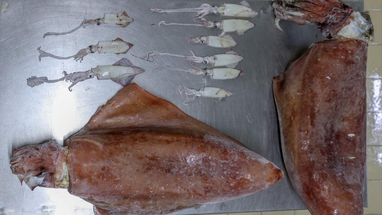 "Bu türü ilk defa görüyorum"