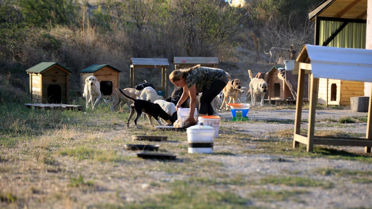 Haftada ortalama 1000 köpeği besliyor