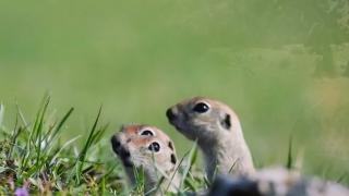 Anadolu gelengilerinin sevimli halleri