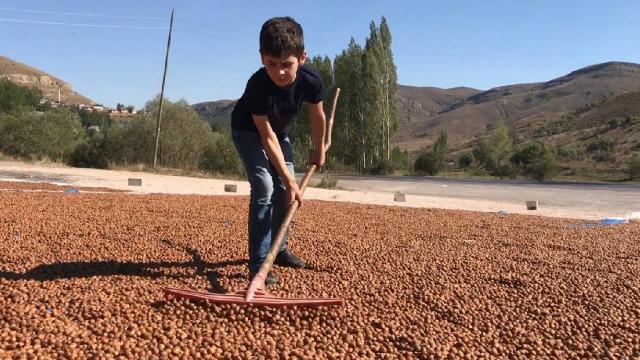Fındığı kurutmak için güneşli illere gidiyorlar