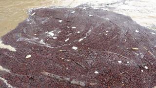 Ordu'da sağanak: Fındıklar ırmağa aktı