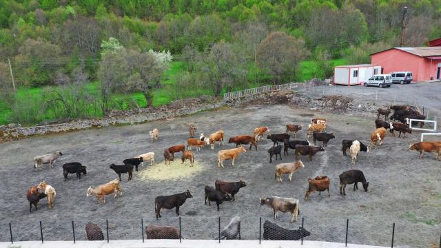 Orduda hizmet veren hayvan oteli, üreticilerin imdadına yetişiyor