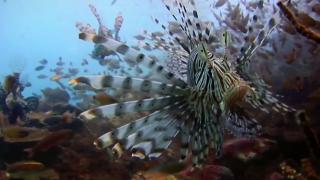 Denizlerdeki tehlike: İstilacı türler