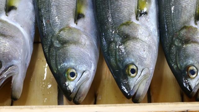 Marmarada ağlara takılmaya başlayan lüfer balıkçıları sevindirdi