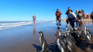 İyileştirilen penguenler okyanusa bırakıldı