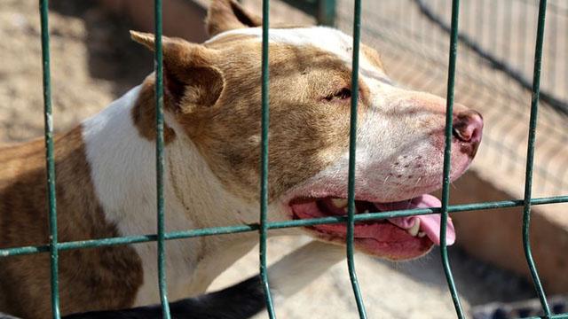 Düzcede pitbull saldırısına uğrayan çocuk yaralandı