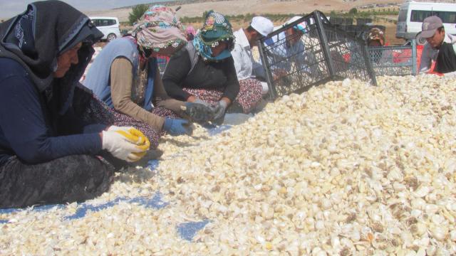 Tescilli Araban sarımsağında ekime başlandı