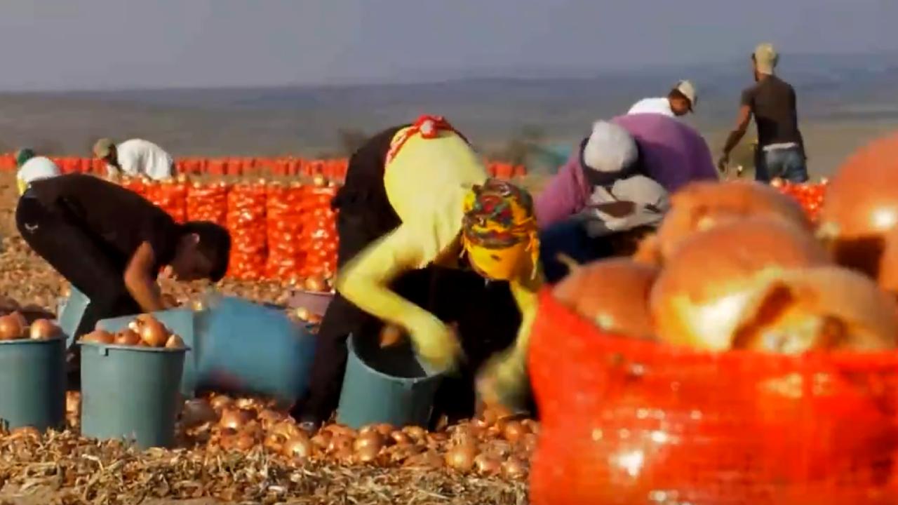 Soğan tarlalarında aşı mesaisi