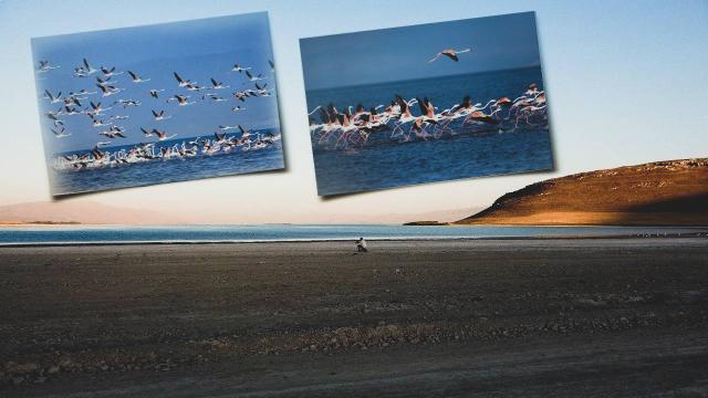 Van Gölündeki kuşlar kuraklık nedeniyle göç etti
