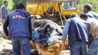 Ayağı kırılan gebe inek için 4 gün süren seferberlik