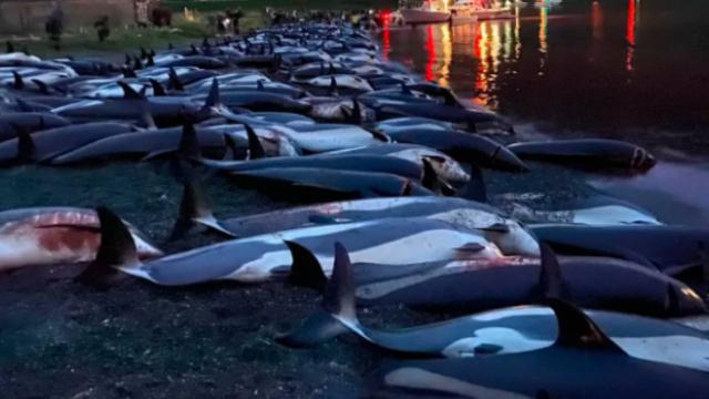 Faroe Adalarında 53 yunus daha katledildi