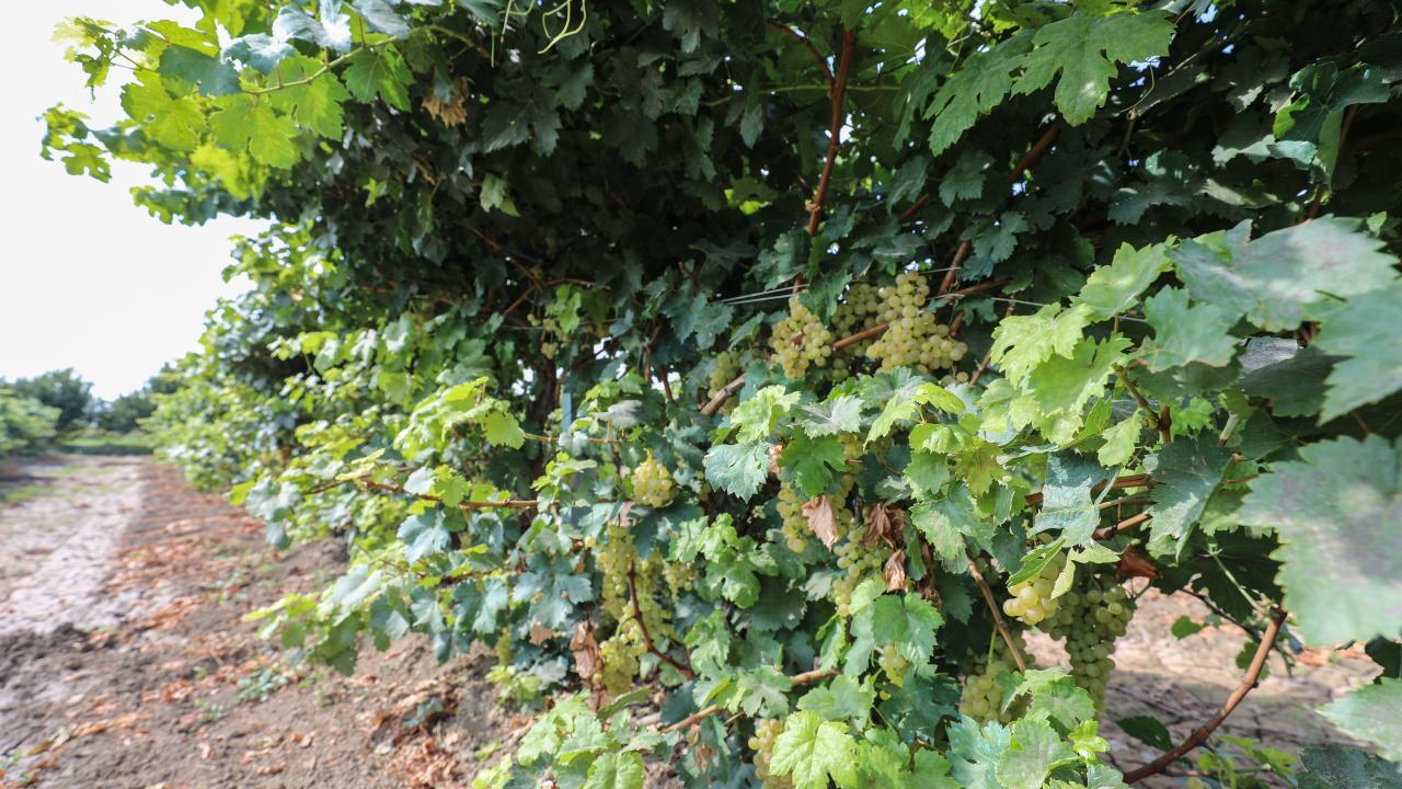 Bu yılki üzüm hasadının da başladığını ifade eden Yolcu, şöyle konuştu: