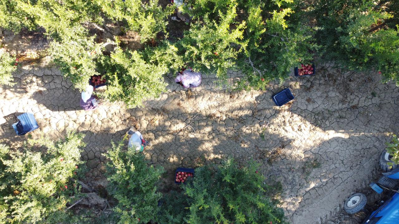 "Verim düşük olsa da kalite yüksek oldu"