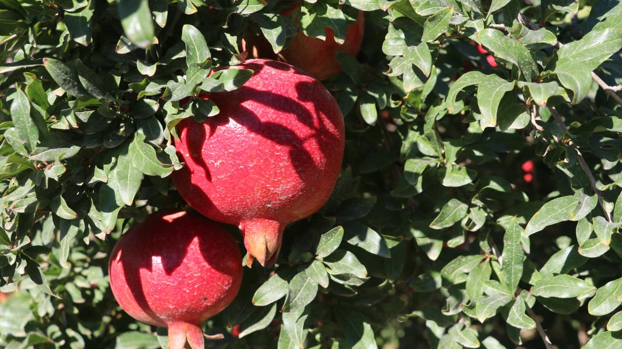 "40`ın üzerinde ülkeye ihraç ediliyor"