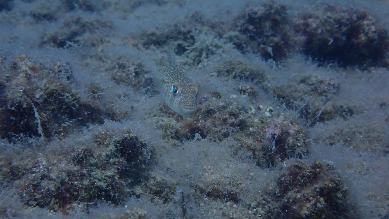 Mersin risk altında