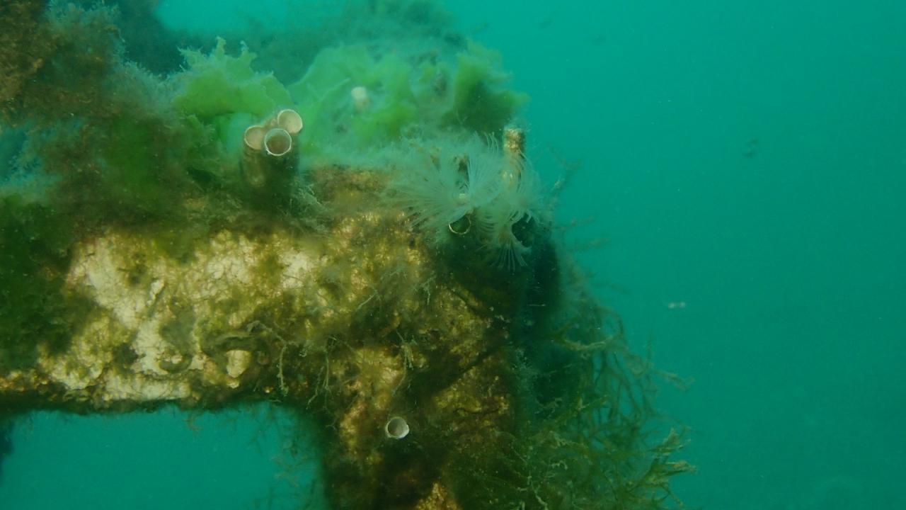 “Tüm sahil kentlerimiz risk altında. Eylem planları tüm kentlerde yapılmalı”