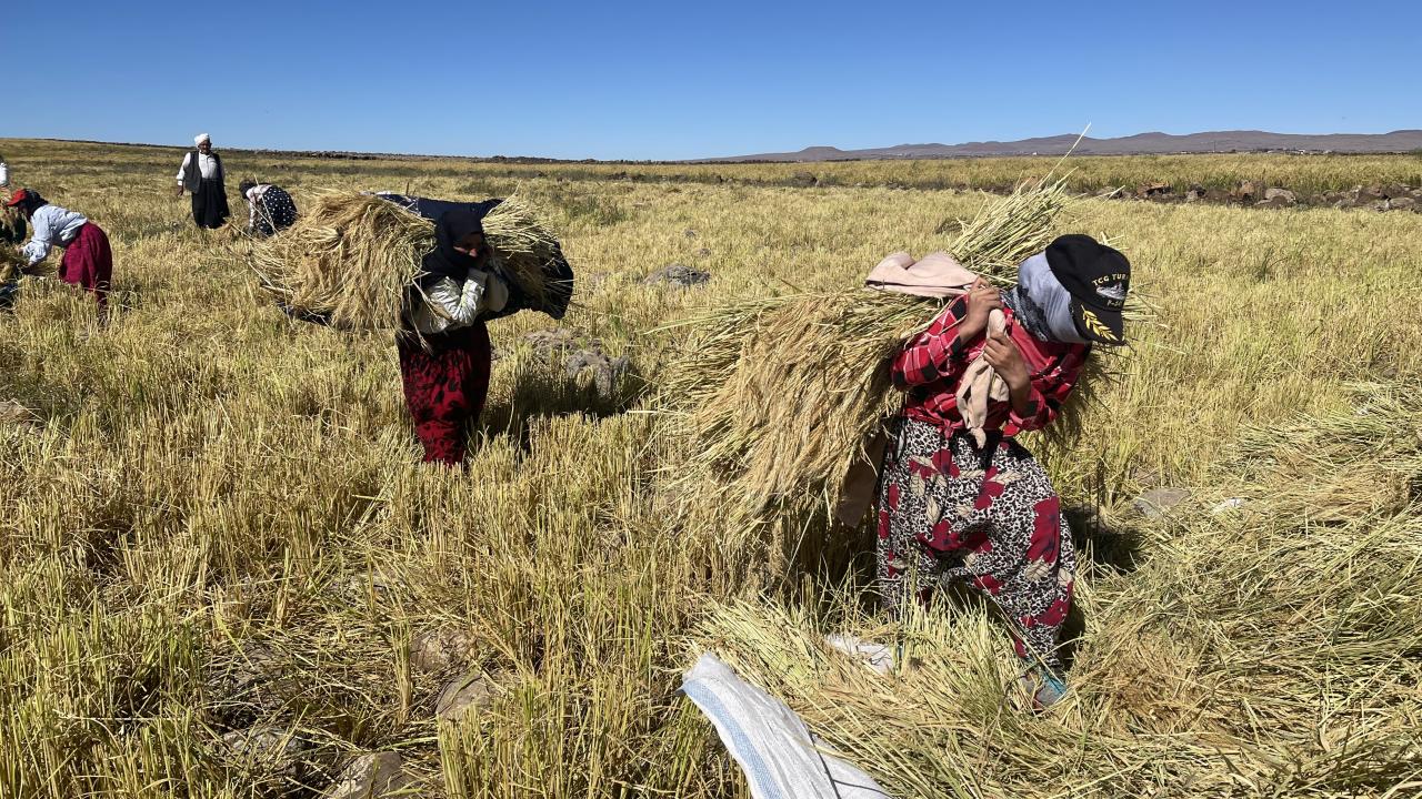 Bu sene işçiler Kahramanmaraş’ tan geldi