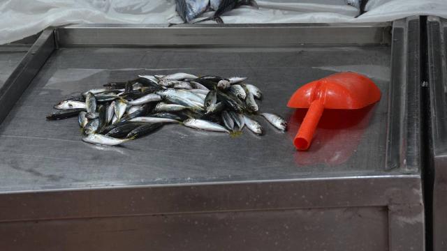 Karadenizdeki balık fiyatlarına fırtına etkisi