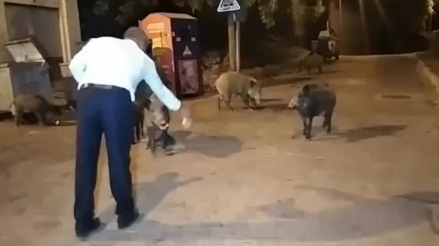 Şehre inen yaban domuzlarını elleriyle beslediler
