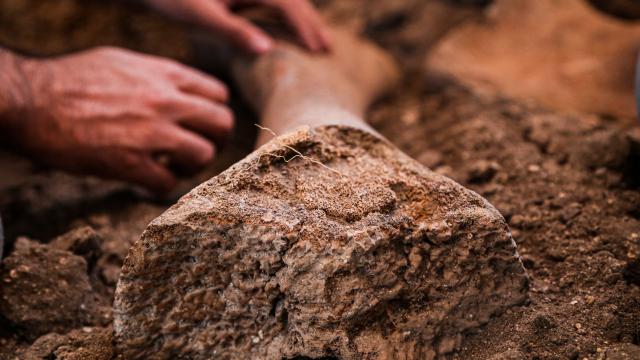 Kahramanmaraşta yeni fil fosilleri bulundu