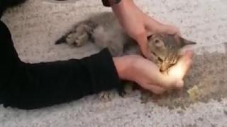 İtfaiyeden kalbi duran kediye hayati dokunuş