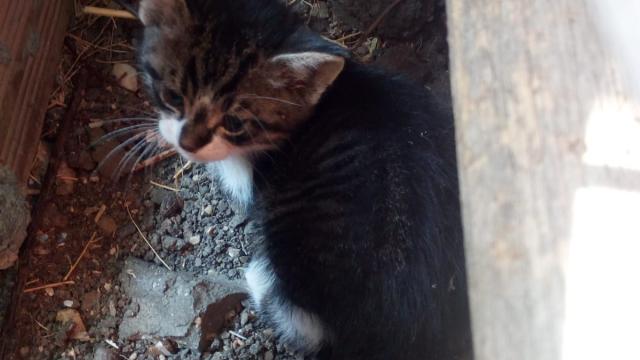 Kırklarelinde başı pet şişeye sıkışan yavru kediyi itfaiye kurtardı