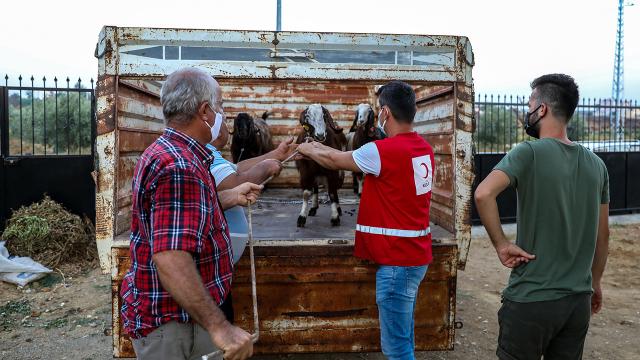 Türk Kızılaydan Manavgatta küçükbaş hayvan yardımı