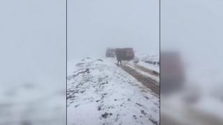 Hayvan otlatırken karda mahsur kalanlar kurtarıldı