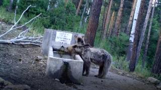 Yaban hayatı fotokapanlara yansıdı