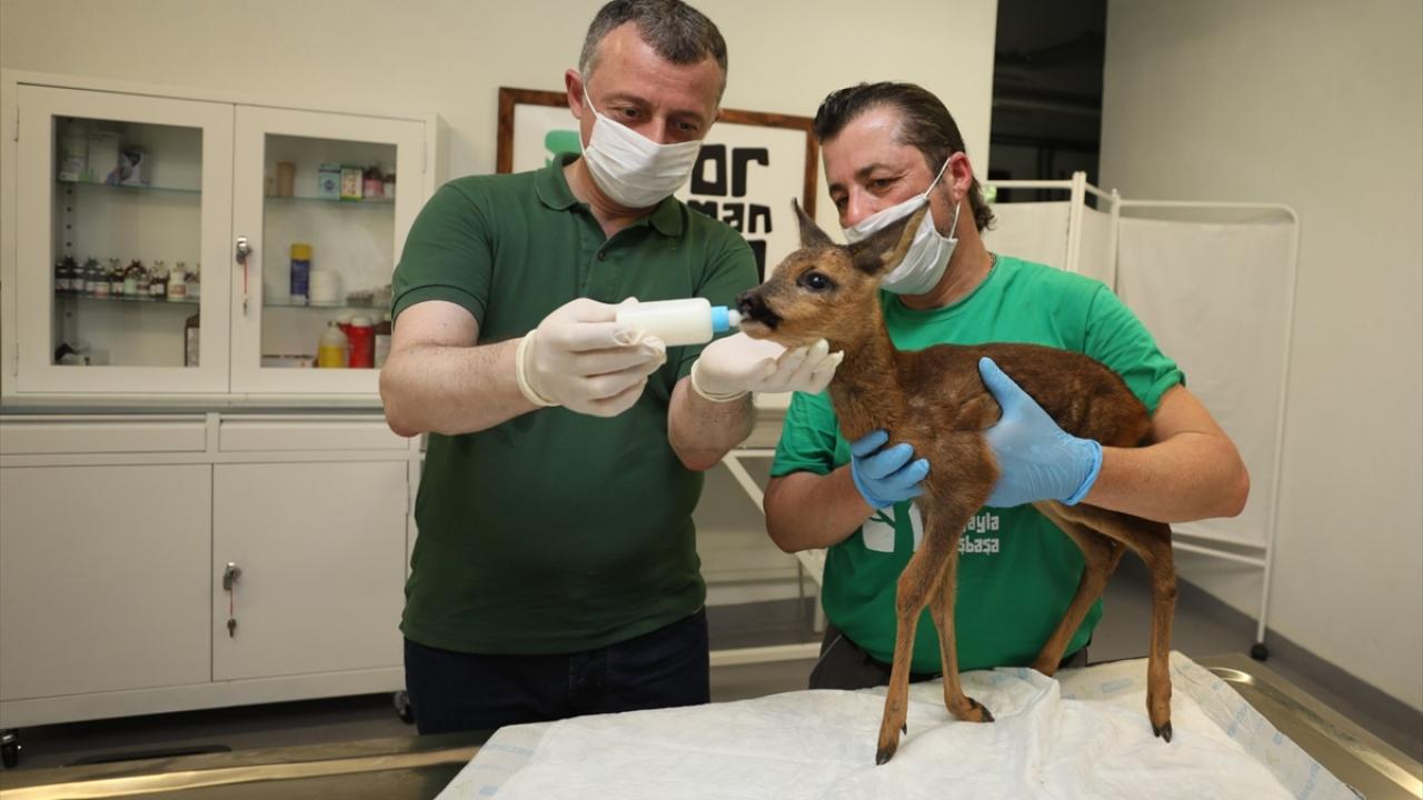 "179 yaban hayvanına ev sahipliği yapıyoruz"